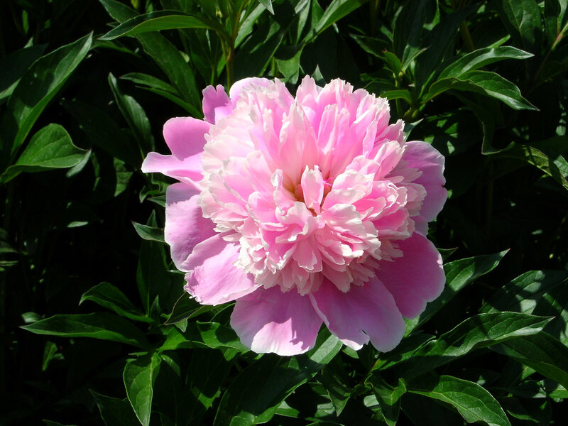 Pink Peony Flower — Serene, Summer