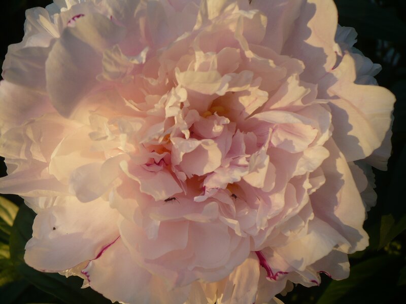 Pink Peony Flower — Serene, Sunset, Photograph