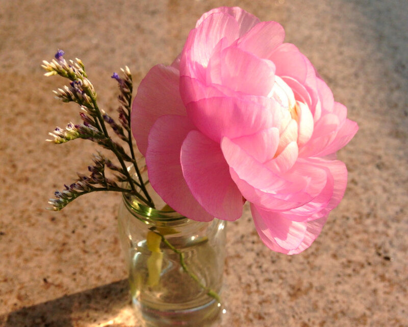 Pink Peony Flower — Serene, Sunset