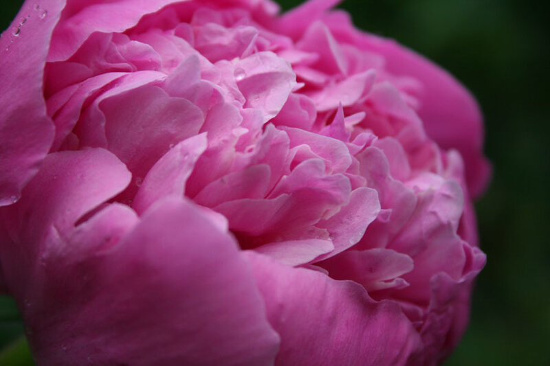Pink Peony Flower — Serene