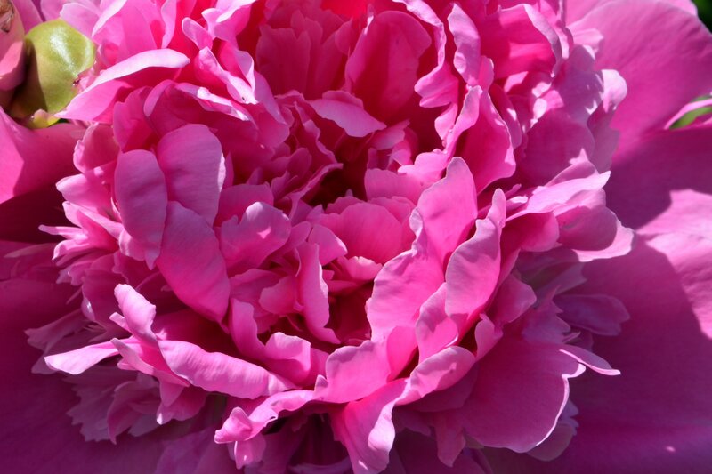 Pink Peony Flower — Vibrant, Afternoon