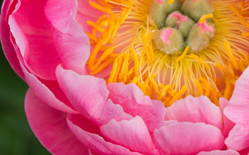 Pink Peony Flower — Vibrant, Spring, Photograph