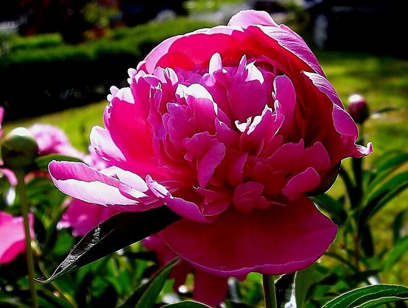 Pink Peony Flower — Vibrant, Summer, Photograph, Green Leaves