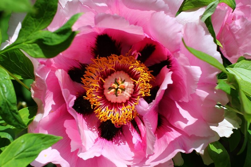 Pink Peony Flower — Vibrant, Summer, Photograph