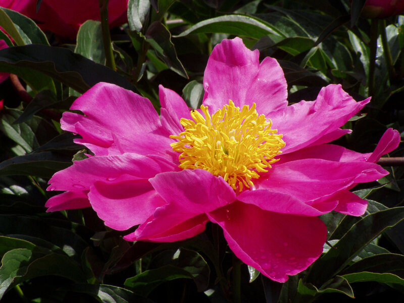 Pink Peony Flower — Vibrant, Summer