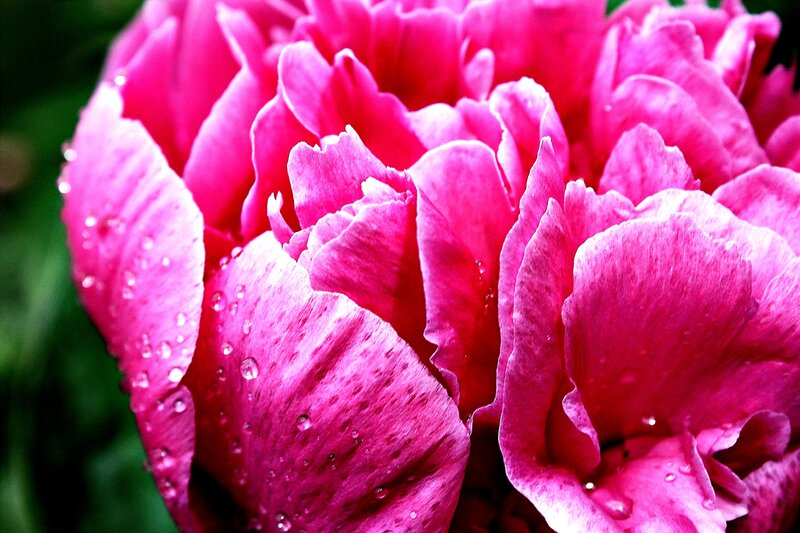 Pink Peony Flower — Vibrant