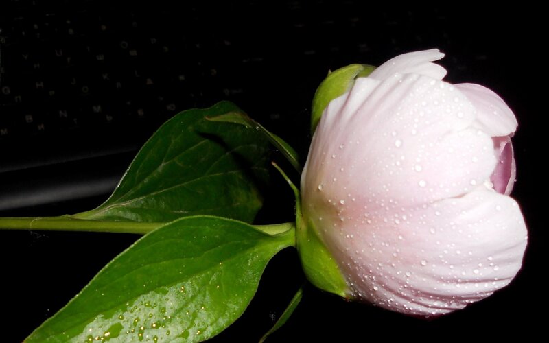 Pink Peony Flower — White, Dramatic, Photograph