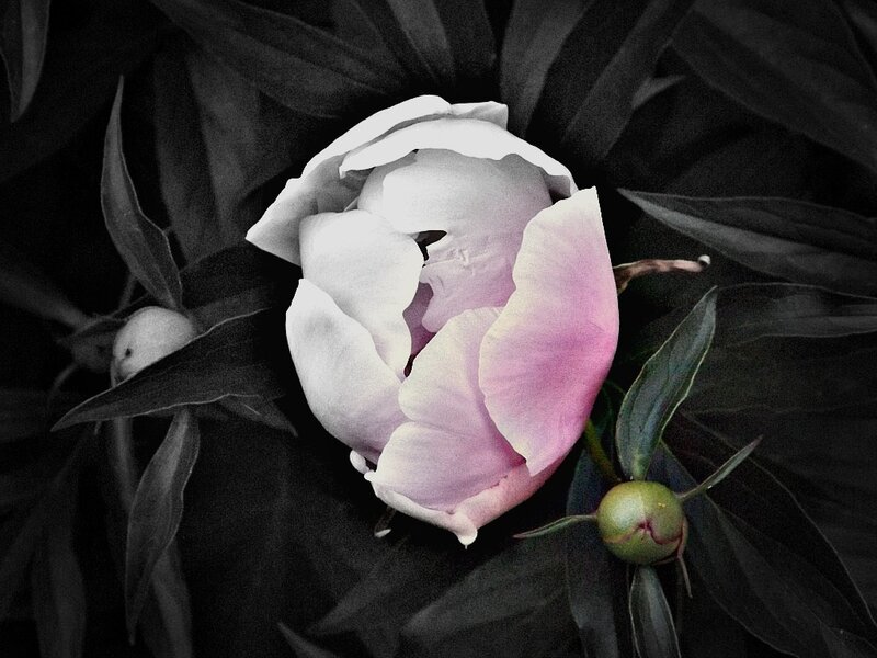Pink Peony Flower — White, Dramatic