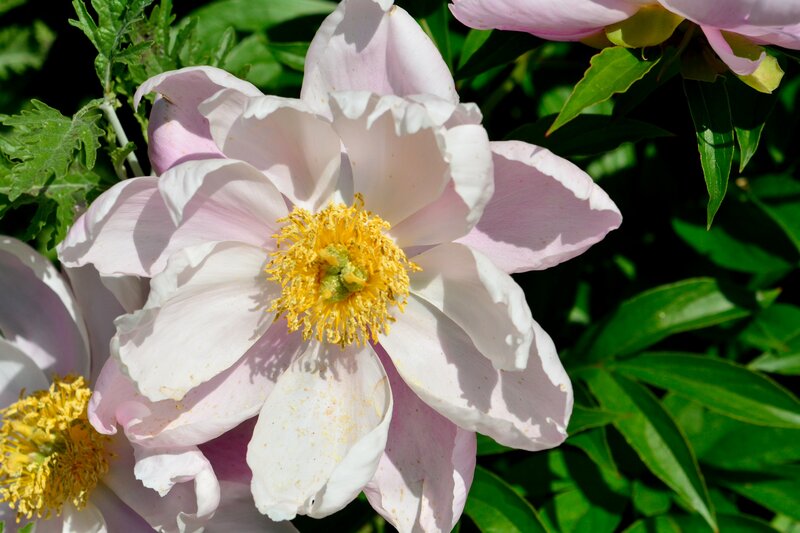 Pink Peony Flower — White, Serene