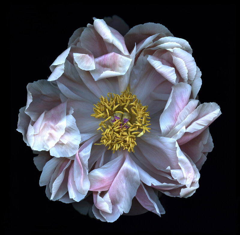 Pink Peony Flower — White