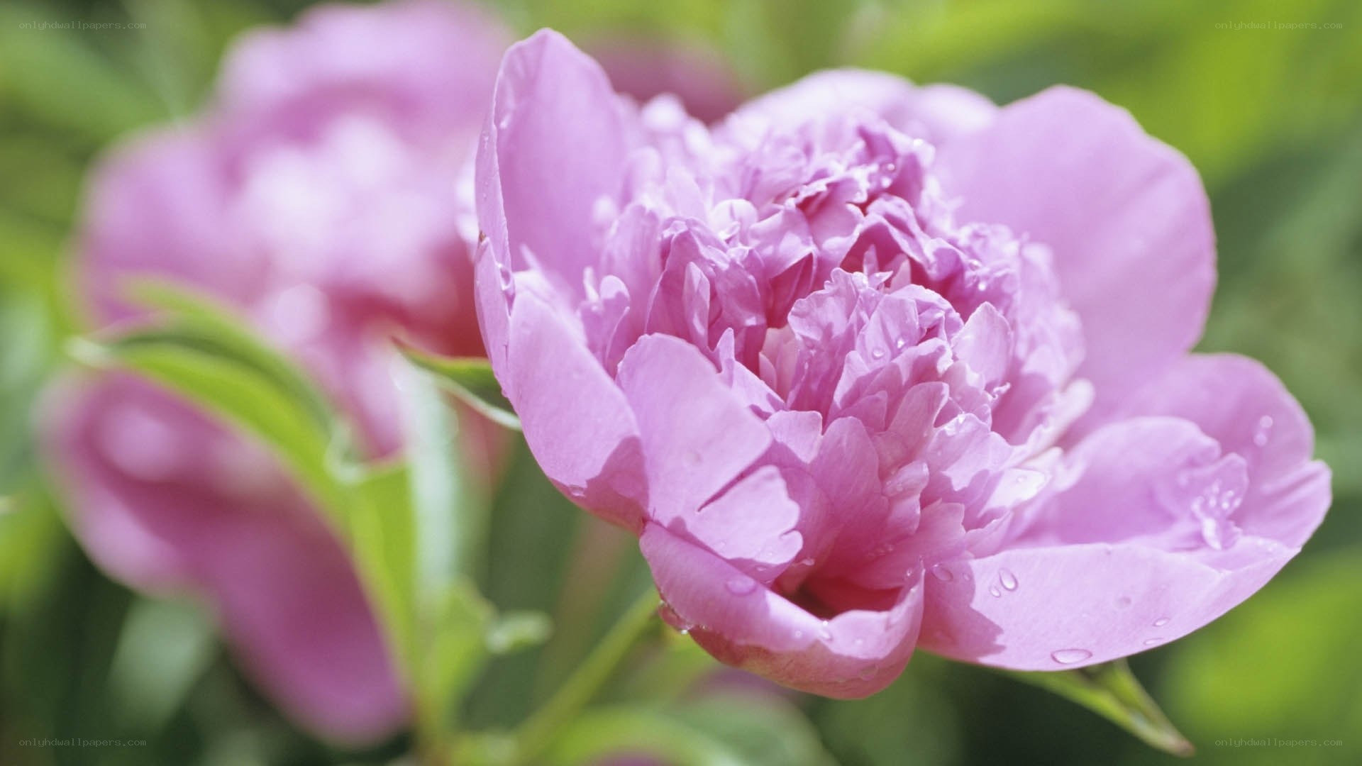 Pink peony flower with dew