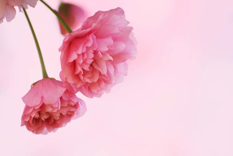 Pink peony flowers