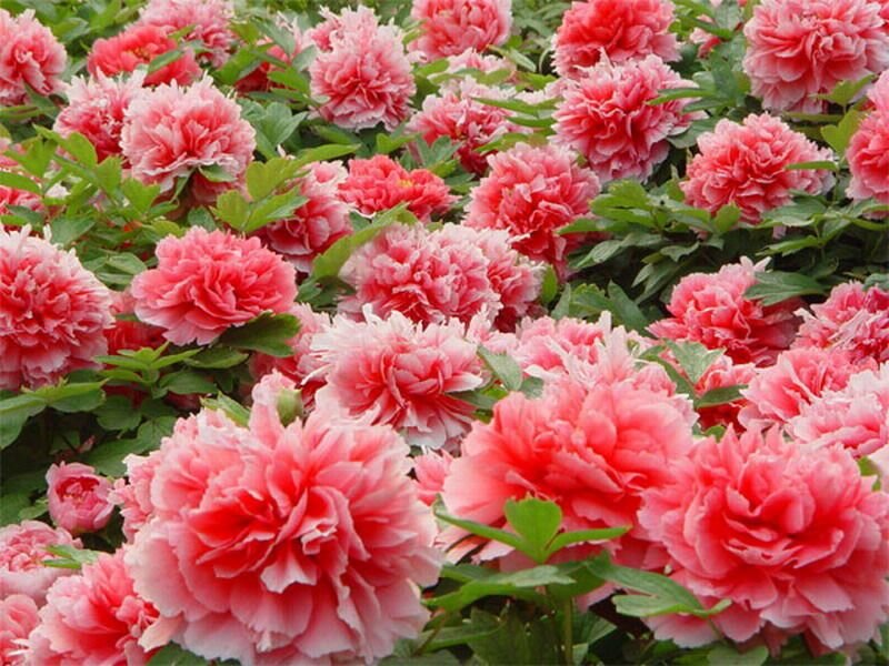 Pink Peony Flowers — Blooming