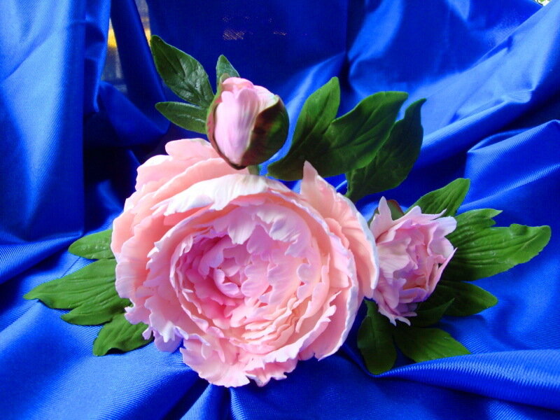 Pink Peony Flowers — Blue