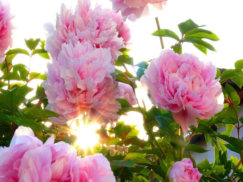 Pink Peony Flowers — Bright