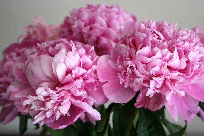 Pink Peony Flowers — Calm, Photograph, Green Leaves