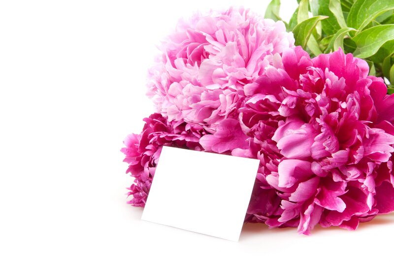 Pink Peony Flowers — Calm, Photograph, Green Leaves, White Card