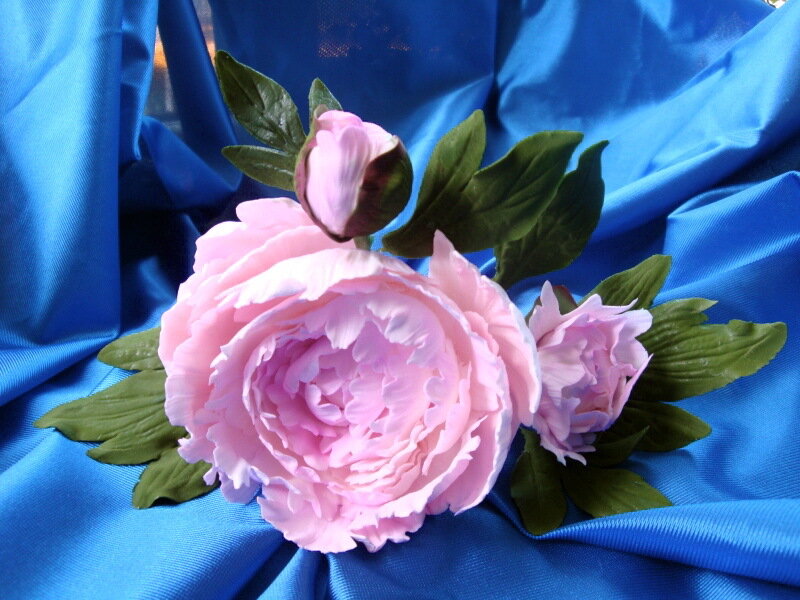 Pink Peony Flowers — Calm, Photograph