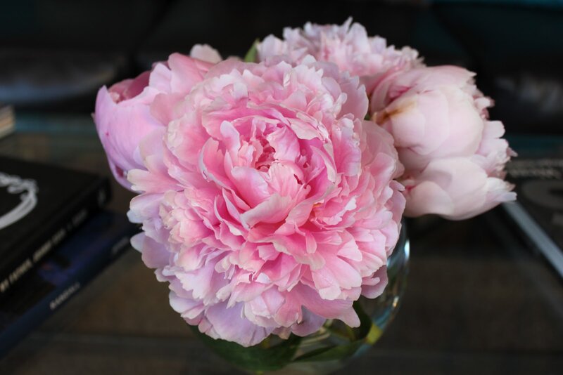 Pink Peony Flowers — Calm, Photograph, Vase