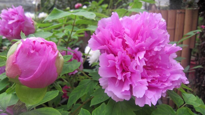 Pink Peony Flowers — Calm, Spring, Photograph, Buds