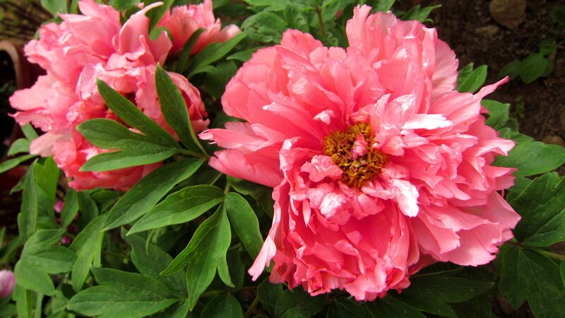 Pink Peony Flowers — Calm, Spring, Photograph, Green Leaves, Soil