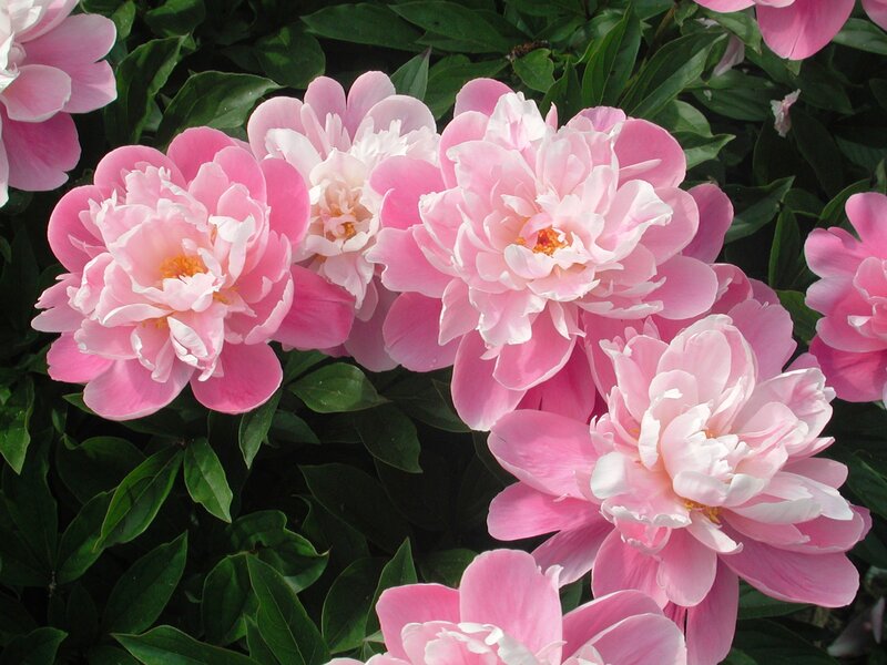 Pink Peony Flowers — Calm, Spring, Photograph, Green Leaves