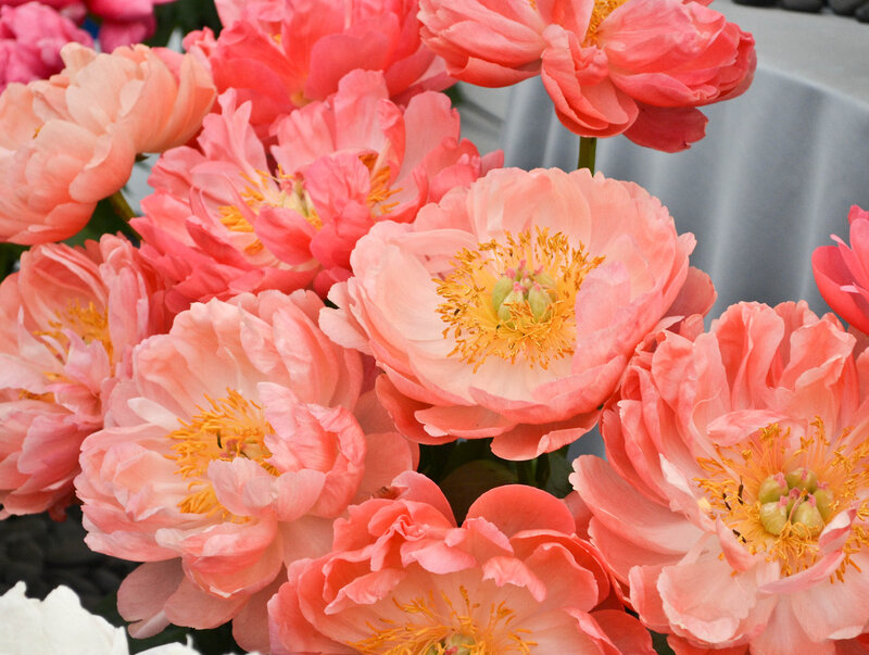 Pink Peony Flowers — Calm, Spring, Photograph, Petals, Tablecloth