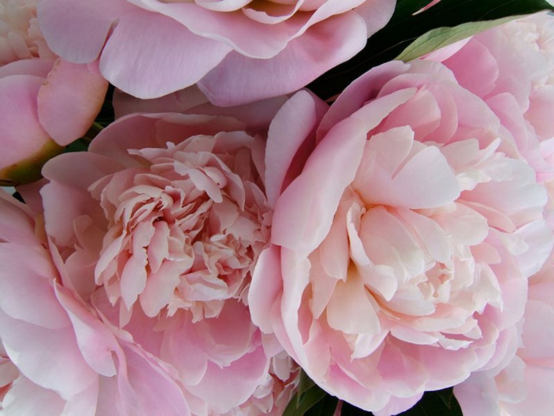 Pink Peony Flowers — Calm, Spring, Photograph, Petals