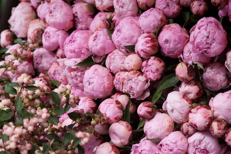 Pink Peony Flowers — Calm, Spring, Photograph
