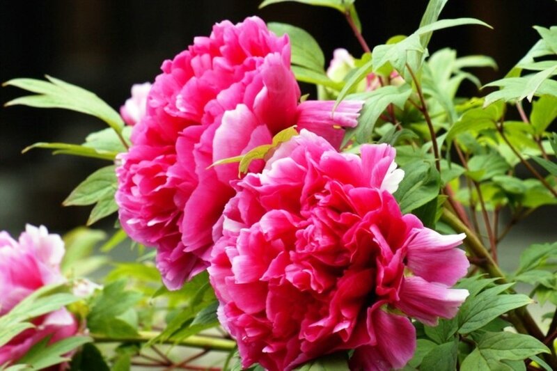 Pink Peony Flowers — Calm, Spring