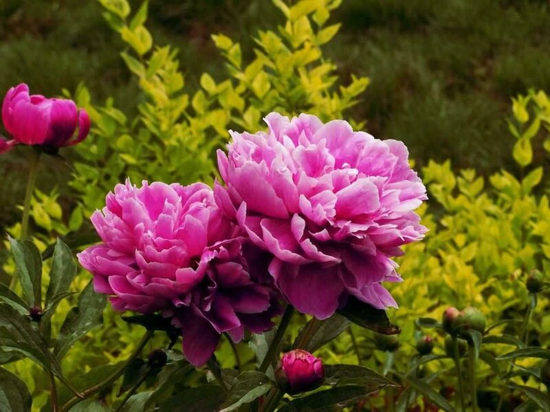 Pink Peony Flowers — Calm, Summer, Photograph