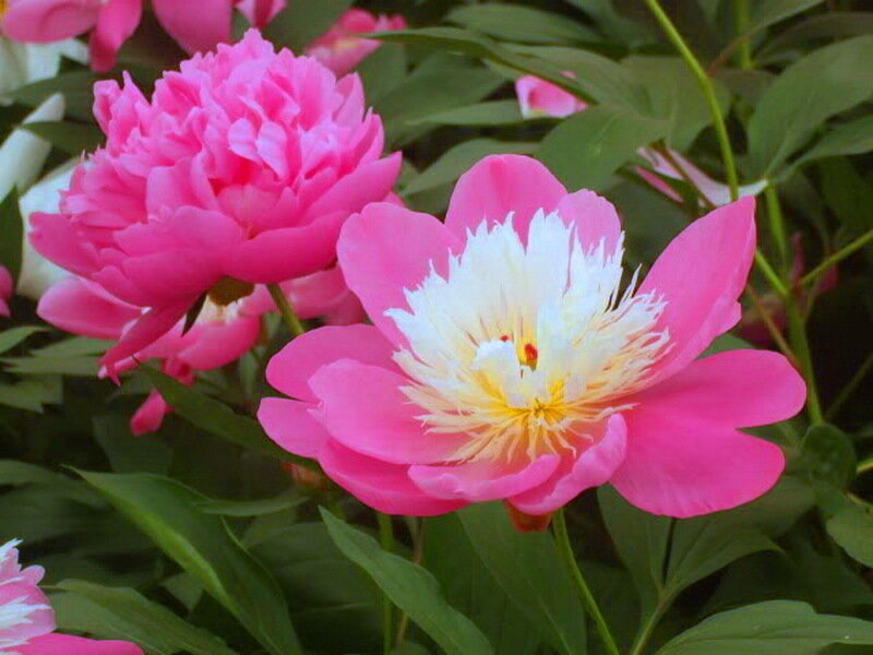 Pink Peony Flowers — Calm, Summer
