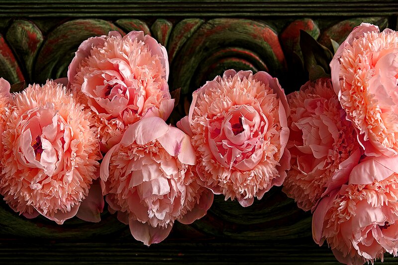 Pink Peony Flowers — Dramatic, Photograph
