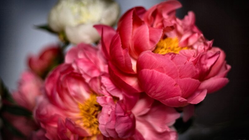 Pink Peony Flowers — Dramatic, Photograph, Yellow Center