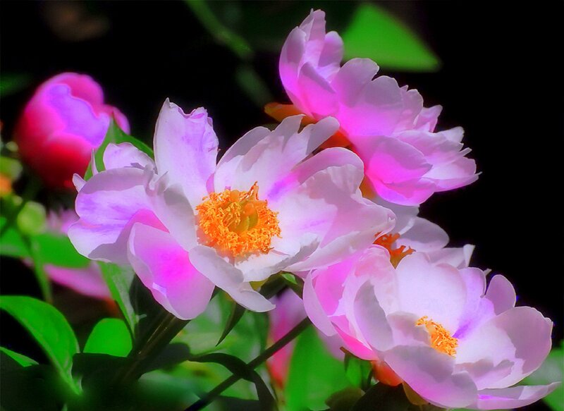 Pink Peony Flowers — Dramatic