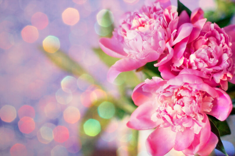 Pink Peony Flowers — Dreamy, Photograph