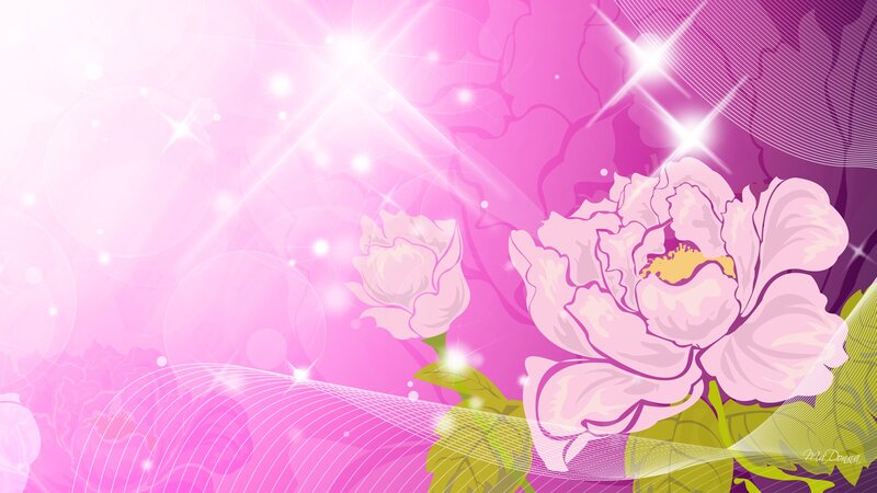 Pink Peony Flowers — Dreamy