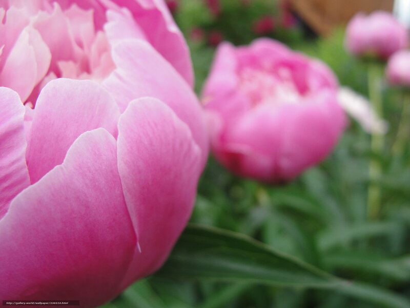 Pink peony flowers in bloom