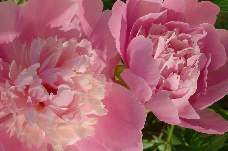 Pink peony flowers in bloom