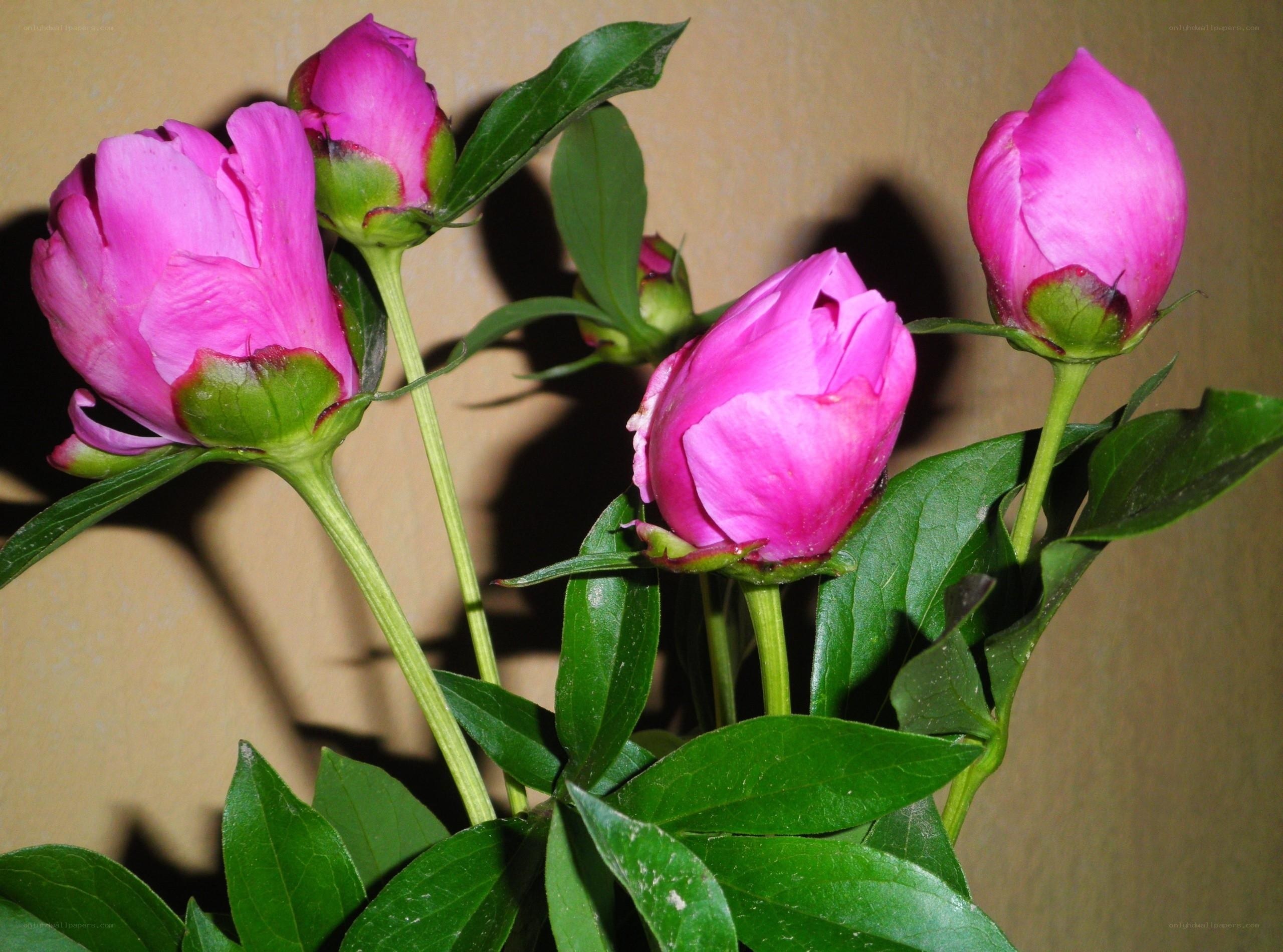 Pink peony flowers in bloom