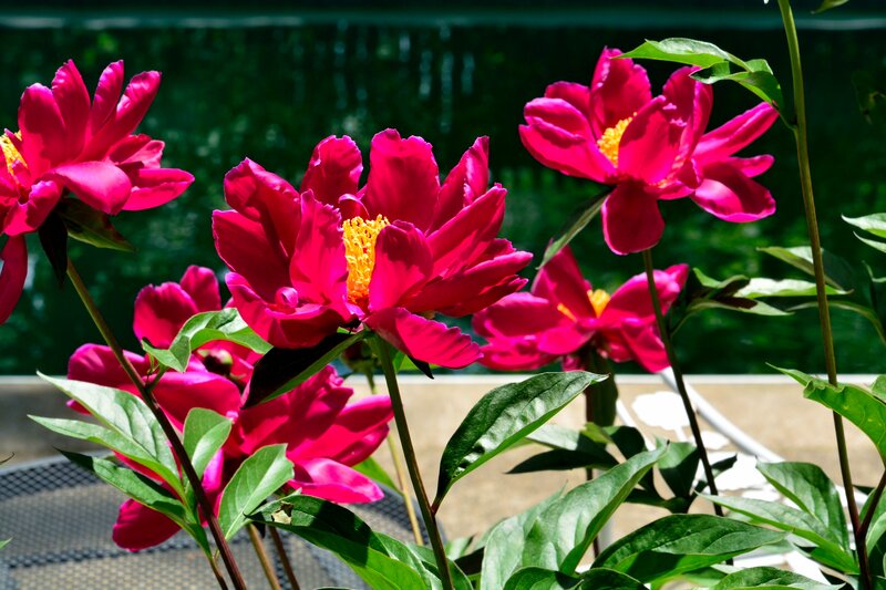 Pink Peony Flowers — Magenta, Bright