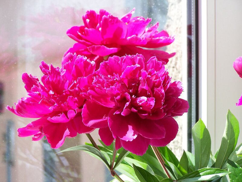 Pink Peony Flowers — Magenta, Calm