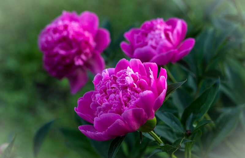 Pink Peony Flowers — Magenta, Serene
