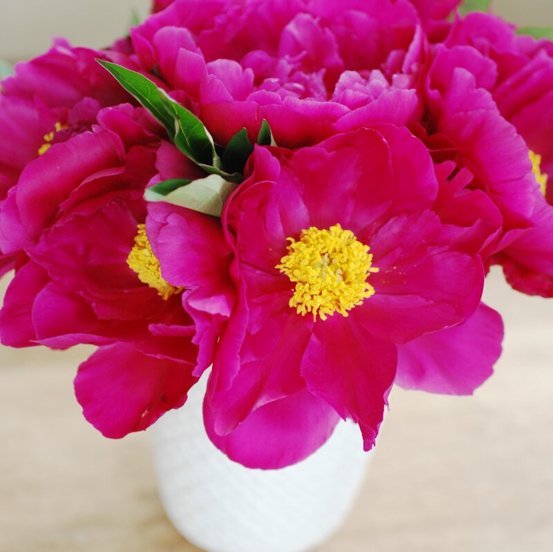 Pink Peony Flowers — Magenta