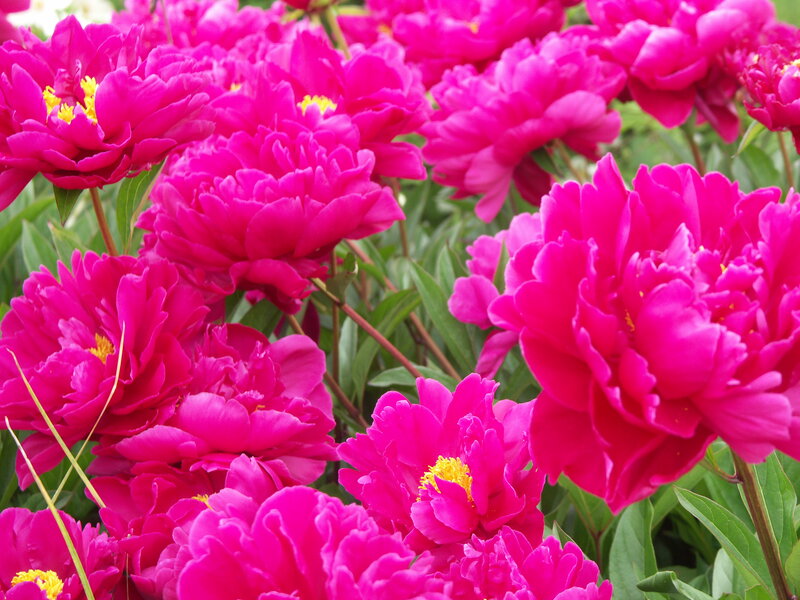 Pink Peony Flowers — Magenta, Vibrant