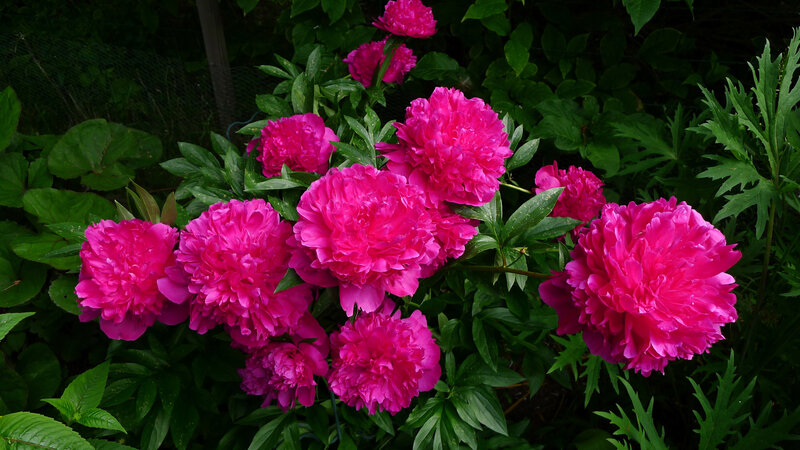 Pink Peony Flowers — Natural, Summer