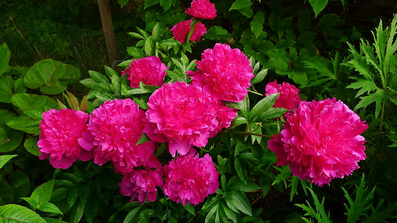 Pink Peony Flowers — Natural