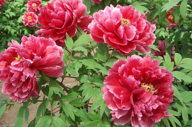 Pink Peony Flowers — Red