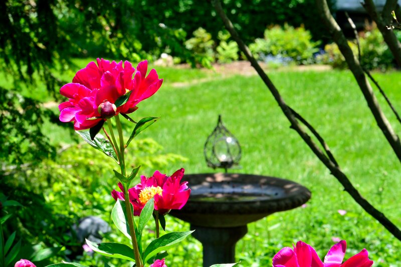 Pink Peony Flowers — Serene, Afternoon, Photograph, Birdbath