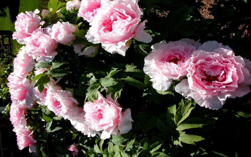 Pink Peony Flowers — Serene, Afternoon